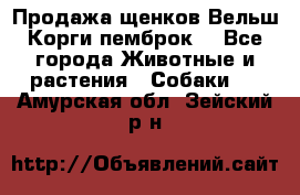 Продажа щенков Вельш Корги пемброк  - Все города Животные и растения » Собаки   . Амурская обл.,Зейский р-н